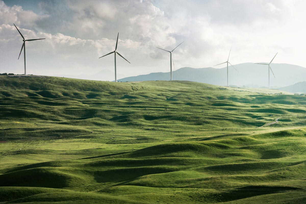 Windmills in a field